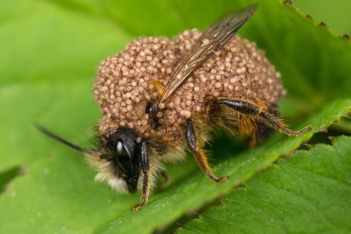 api solitarie pesticidi 1