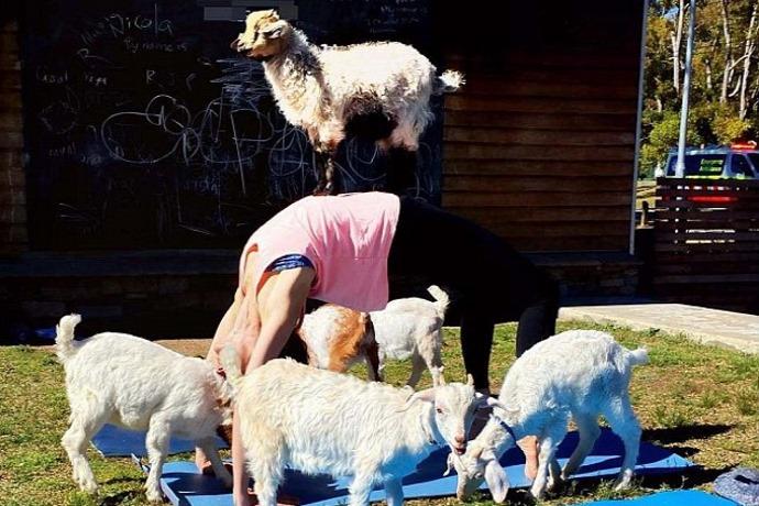 Goat yoga