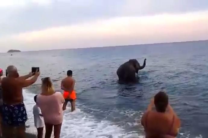 elefante in mare