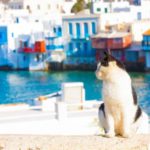 lavoro gatti grecia