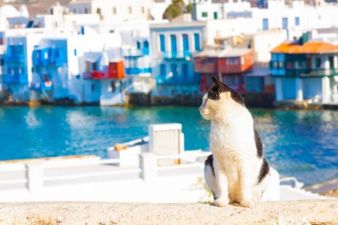 lavoro gatti grecia