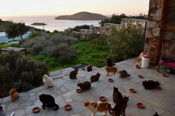 gatti isola grecia