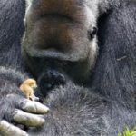 gorilla-con-galago