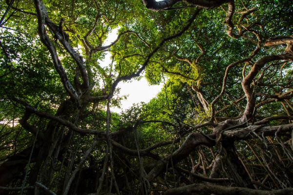 great banyan tree india