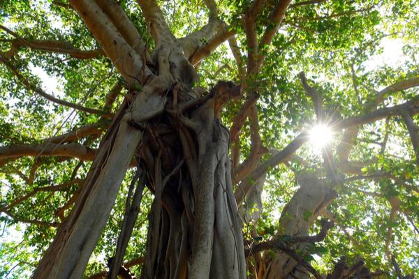 great banyan tree india2