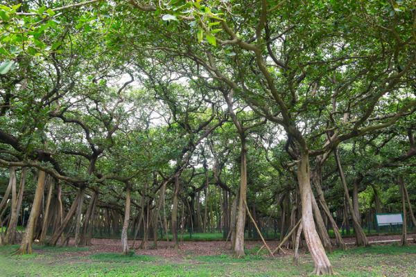 great banyan tree india3