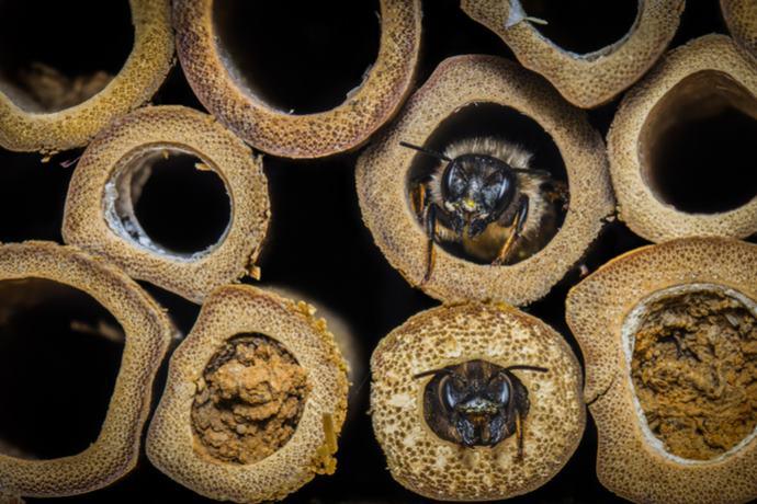 api solitarie e pesticidi