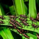 cambiamenti climatici insetti infestanti