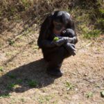 bonobo generosita condivisione cibo