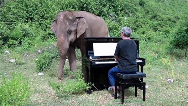 elefante piano