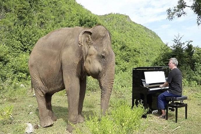 Il pianista che dona sollievo agli elefanti con la sua musica