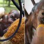 cucciolo orango olio di palma deforestazione