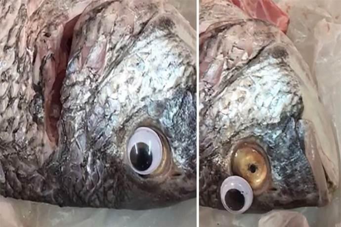 Occhi finti di plastica per fare sembrare più freschi i pesci (VIDEO) -  greenMe