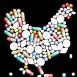 polli antibiotici