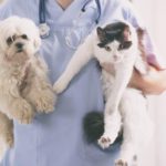cure-veterinarie-gratis