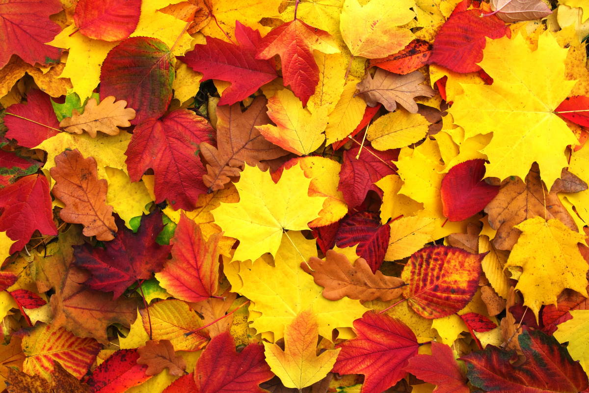 foglie autunno