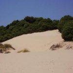 dune-chia