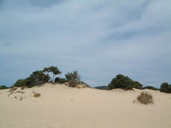 dune chia1