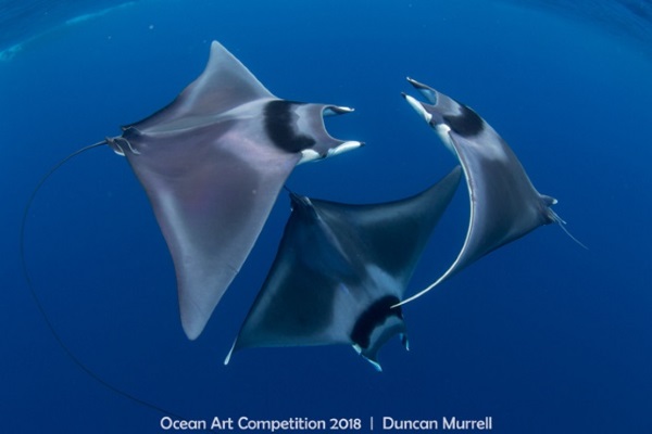 1. courting devil ray ballet