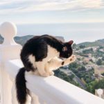 gatto balcone