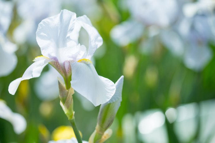 iris bianco