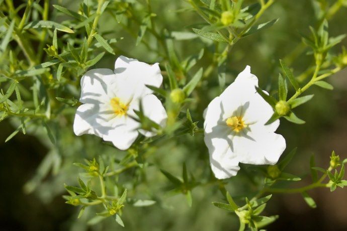 nierembergia bianca