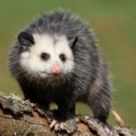 opossum 10 cose da sapere