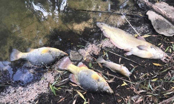 pesci morti australia