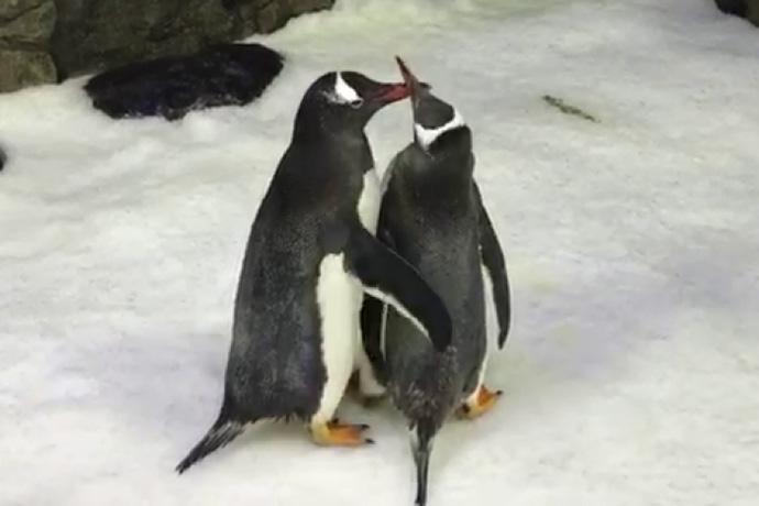 pinguini-gay