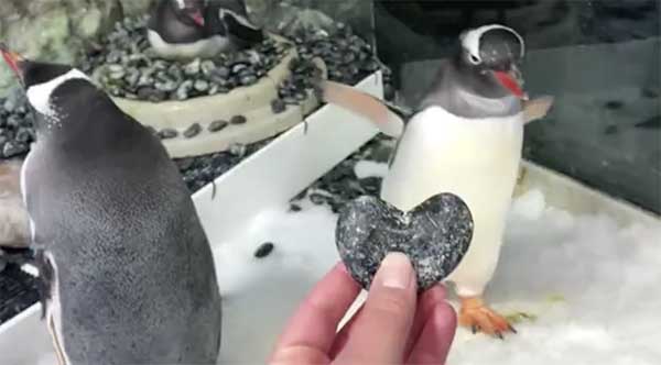 pinguini gay1
