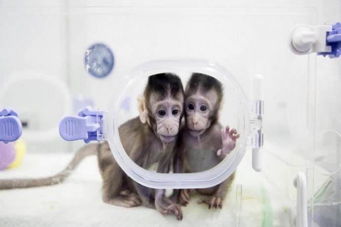 scimmie-clonate