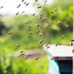 api e pesticidi