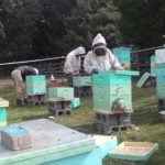 apicoltori appalachi