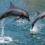 delfini-strage