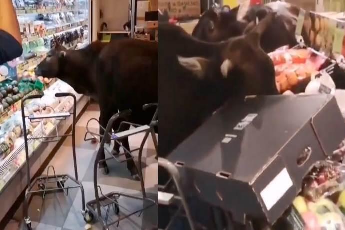 mucche-supermercato