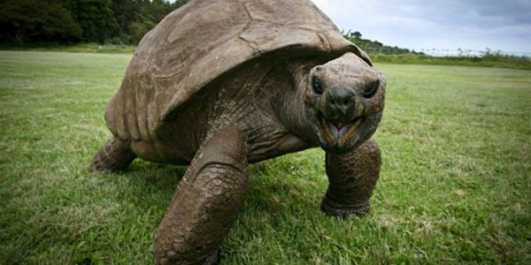 Jonathan-tartaruga-180-anni-04