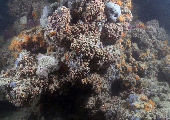 barriera corallina monopoli3