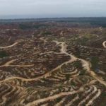 deforestazione Papua Nuova Guinea