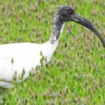 ibis-sacro