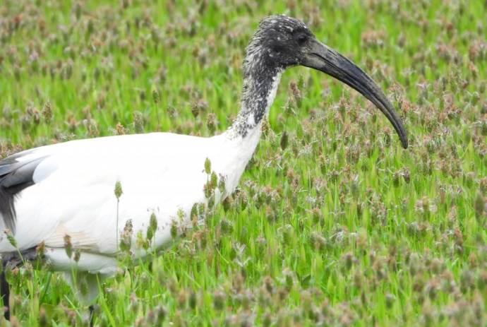 ibis-sacro