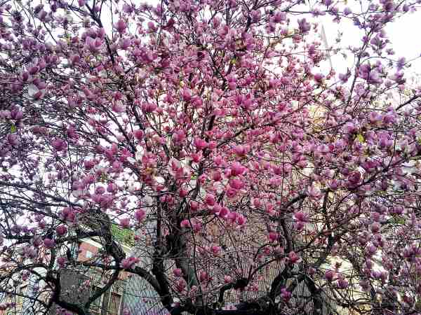 milano fioritura magnolie2