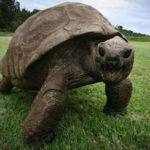 jonathan-tartaruga-piu-vecchia-del-mondo