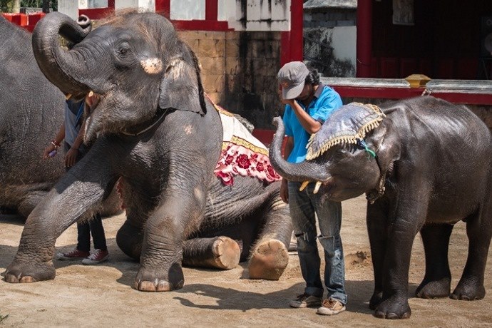 Dumbo Tailandia