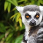 lemure madagascar rischio estinzione