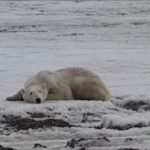 orso-polare-perso