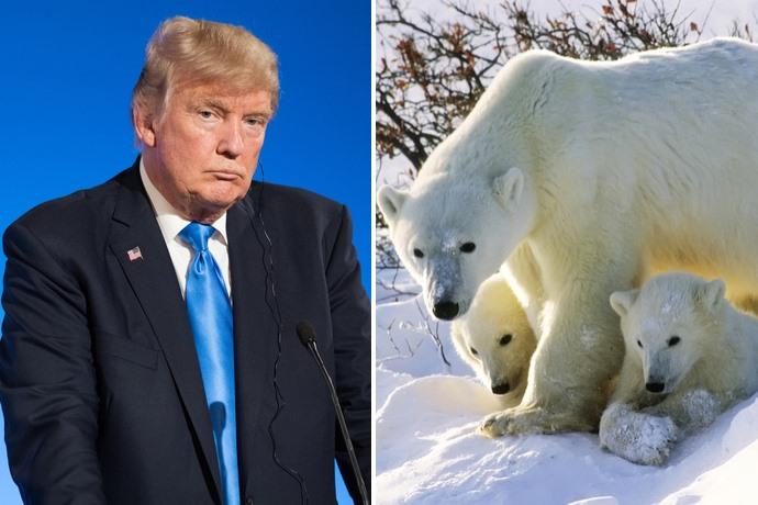 Trump Artico trivelle
