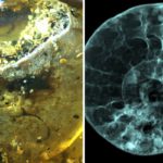 fossili ambra ammonite
