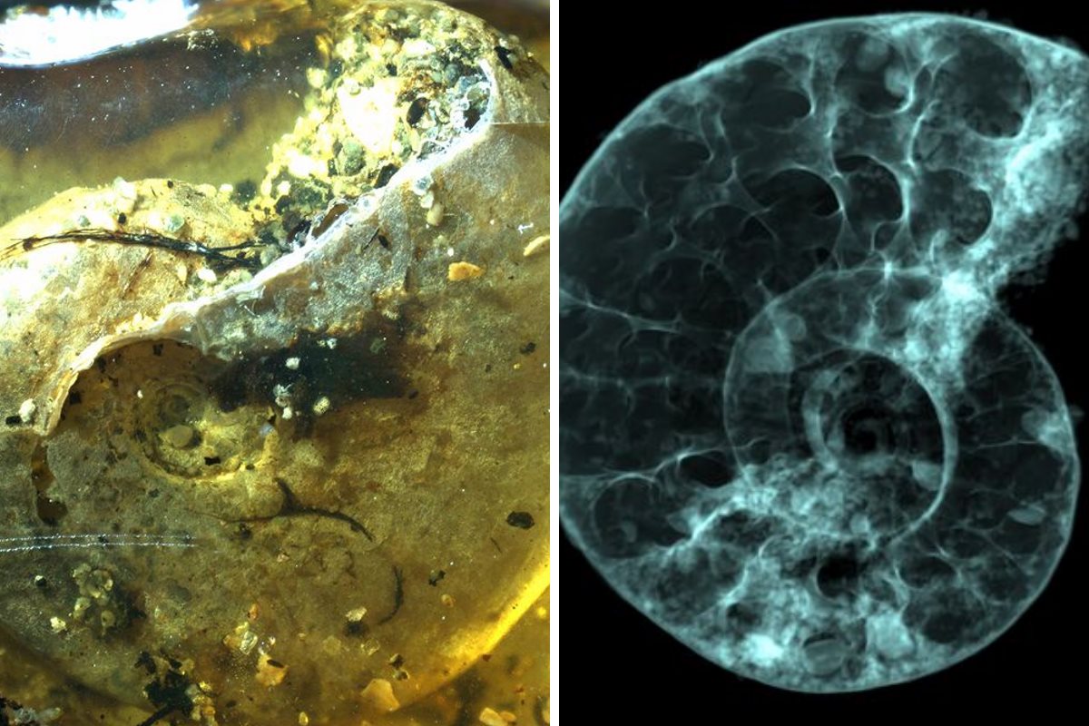 fossili ambra ammonite