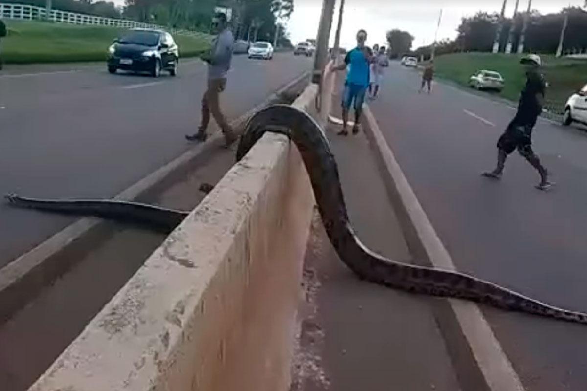 anaconda brasile