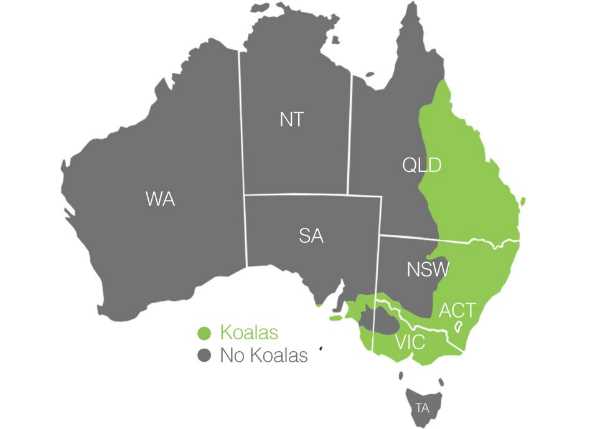 australia koala